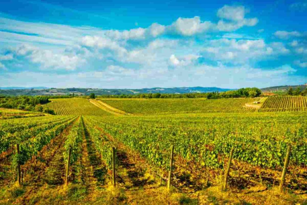 Borgo del vino