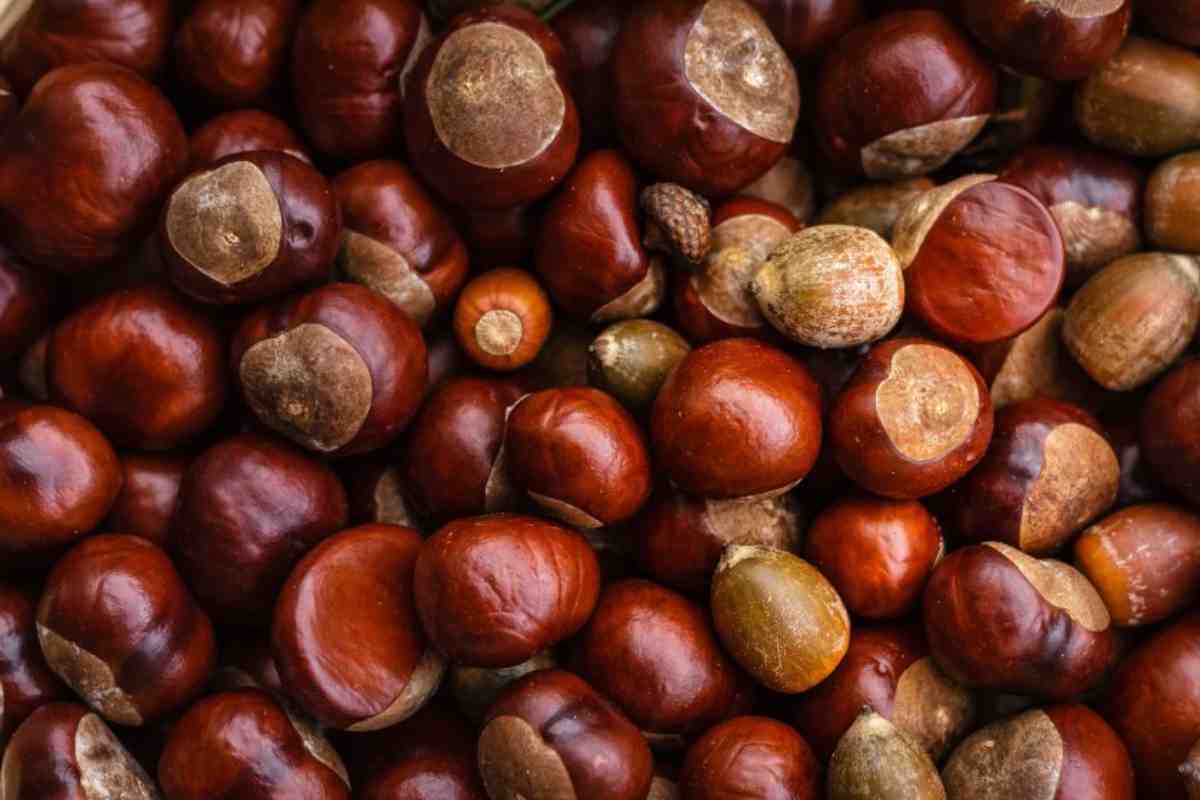 Castagne, colesterolo