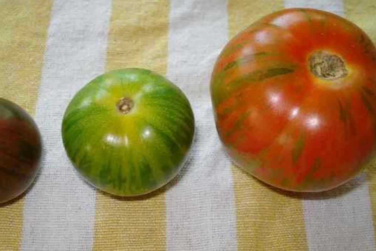 Pommodore