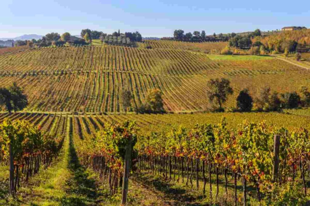 Vigneti più pregiati