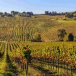 Vigneti più pregiati