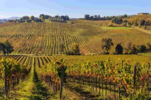 Vigneti più pregiati