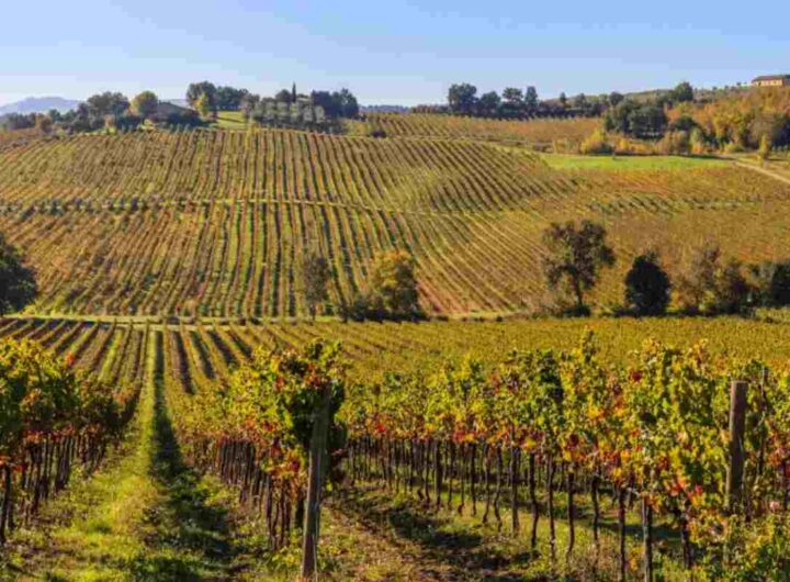 Vigneti più pregiati