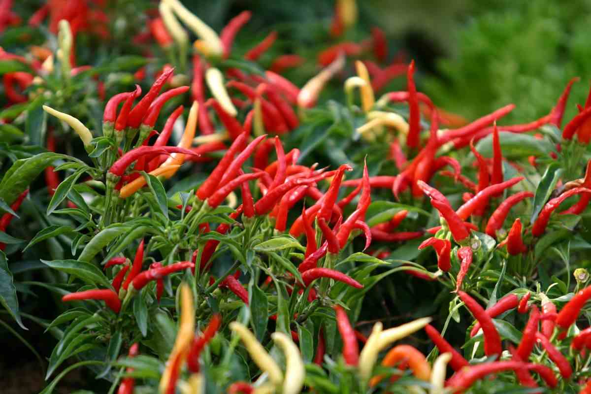 peperoncino: il miglior pesticida naturale