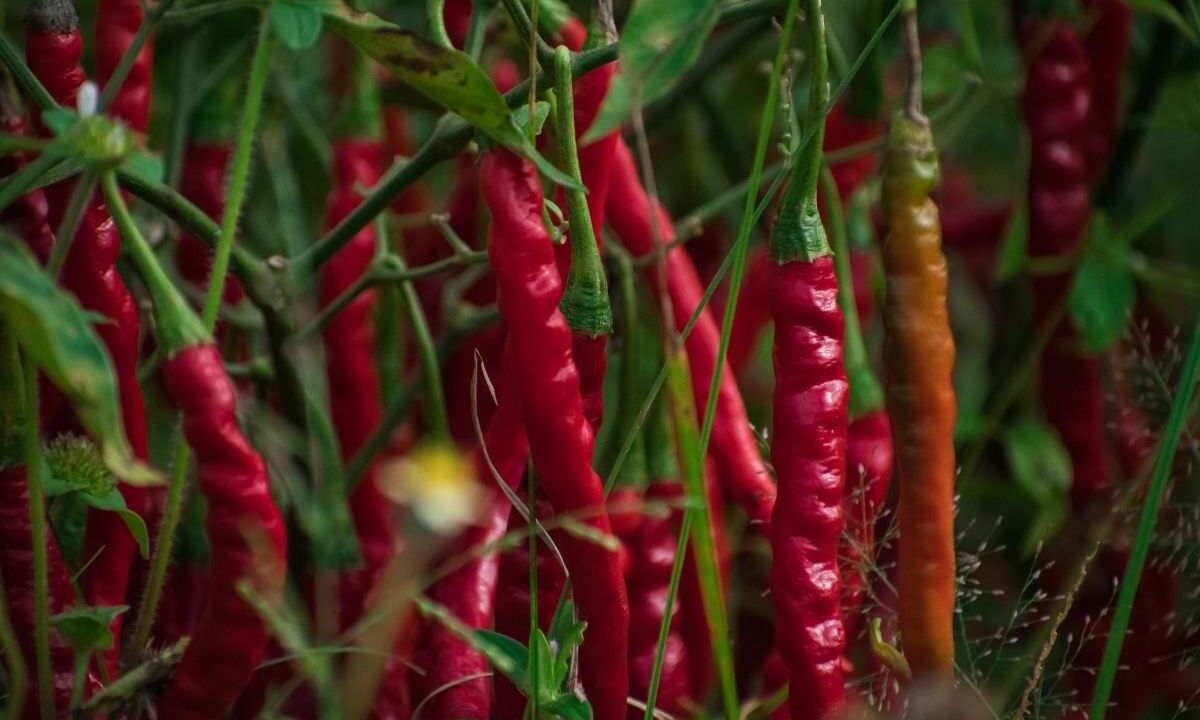 peperoncino: il miglior pesticida naturale