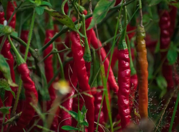 peperoncino: il miglior pesticida naturale