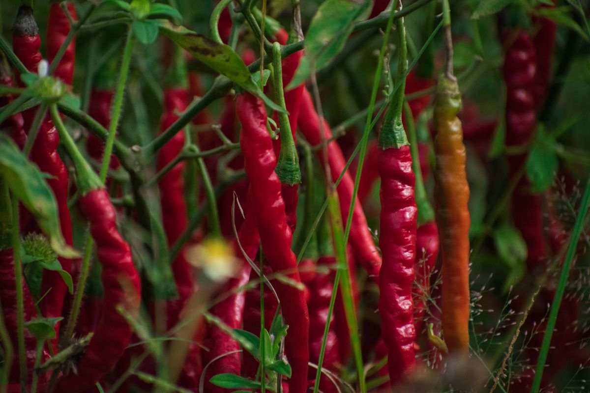 peperoncino: il miglior pesticida naturale