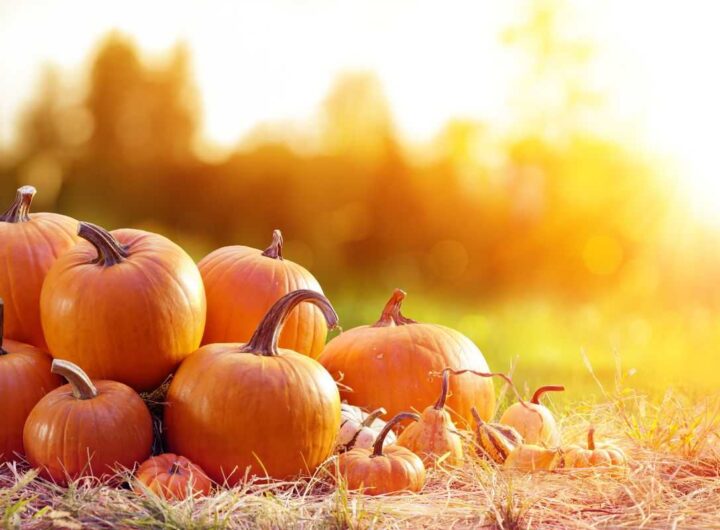 zucca avanzata cucinala così