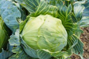 Cavoli, li hai sempre mangiati pieni di insetti e sabbia, ecco come lavarli