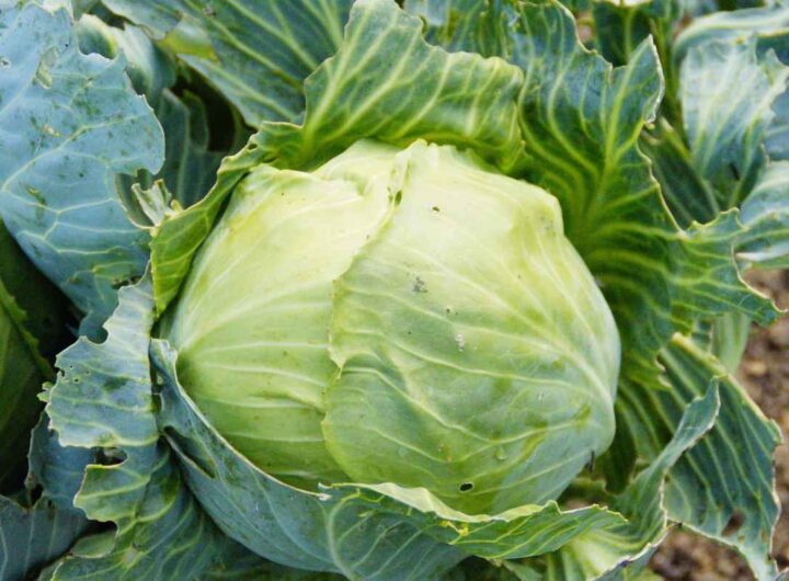 Cavoli, li hai sempre mangiati pieni di insetti e sabbia, ecco come lavarli